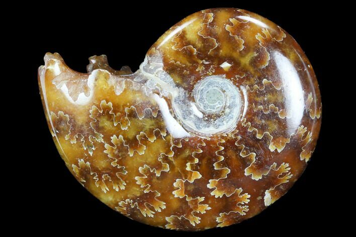 Polished, Agatized Ammonite (Cleoniceras) - Madagascar #117417